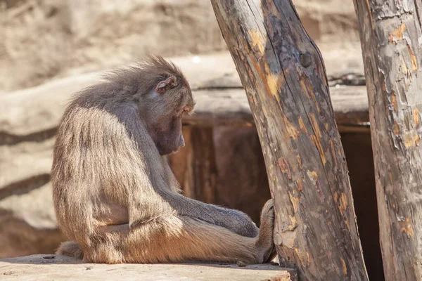 Ledsen Apa Sitter Ett Zoo Nära Ett Träd Solig Dag — Stockfoto