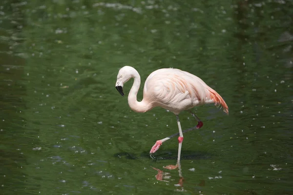 Pink Flamingo Goes Water Green Background — Stock Photo, Image