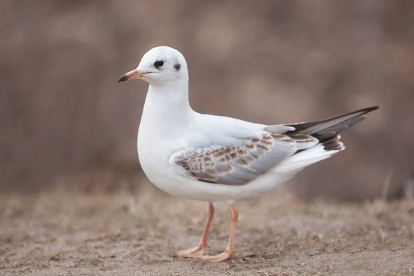 Mouette Blanche Sauvage Sur Sable Brun Parc — Photo