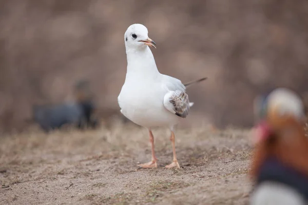 Mouette Blanche Sauvage Sur Sable Brun Parc — Photo