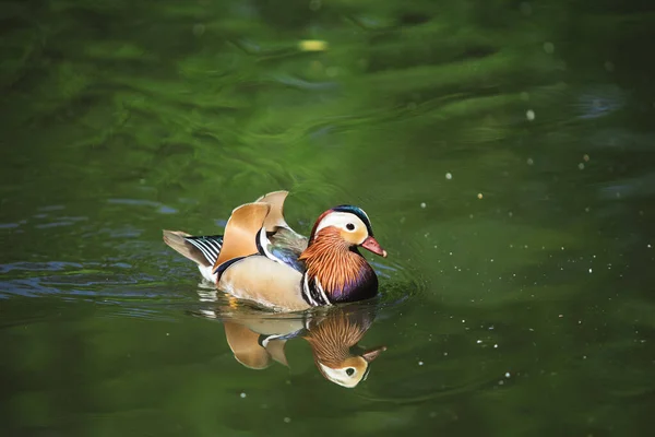 Beau Canard Nager Dans Rivière Beau Fond — Photo