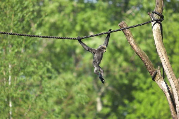 Malá Opička Provaze Lese — Stock fotografie