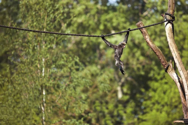 Petit Singe Sur Une Corde Dans Forêt — Photo