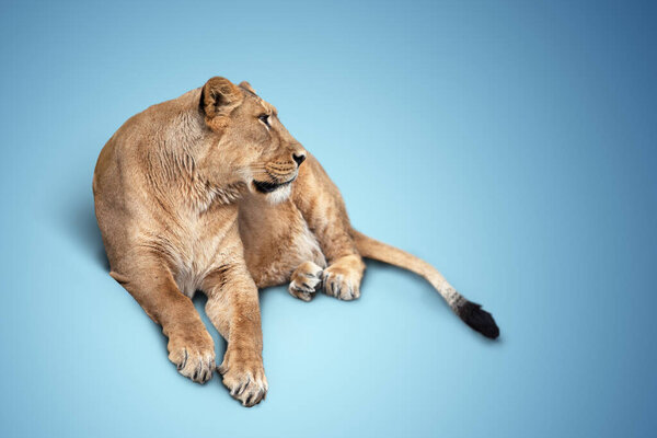 One beautiful lioness lying. isolated on blue background