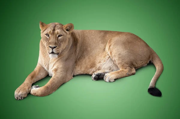 One Beautiful Lioness Lying Isolated Green Background — Stock Photo, Image