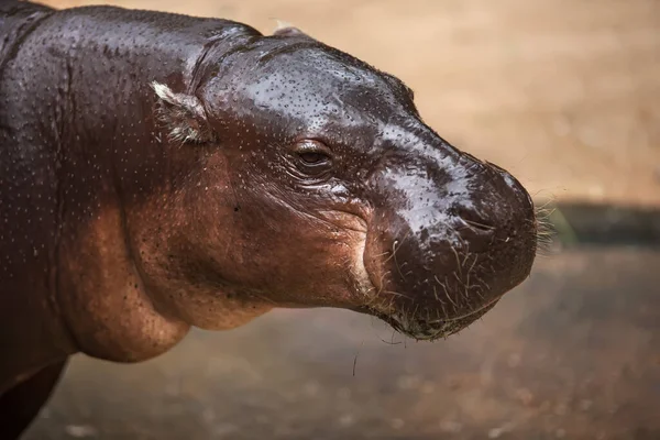 Portrait Pygmy Hippopotamus — Stock Photo, Image