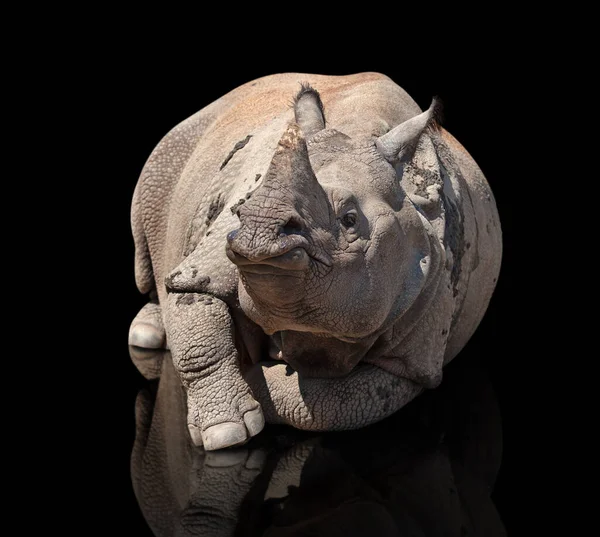 Rhinocéros Est Isolé Sur Fond Noir — Photo