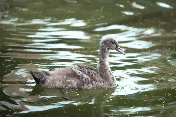 Pequeño Cisne Gris Bebé Flotando Estanque —  Fotos de Stock