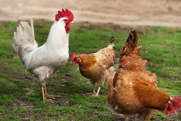 Twee Kippen Een Haan Het Gras — Stockfoto