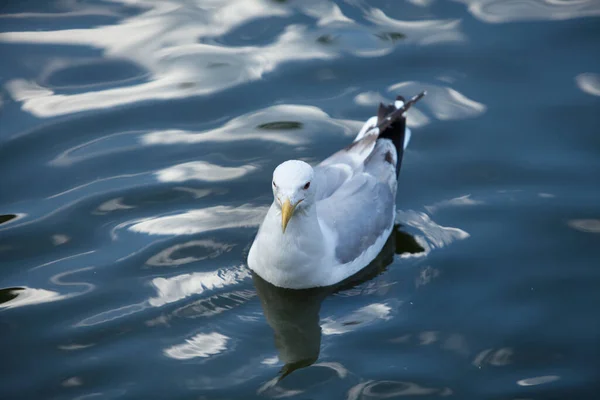 Uma Gaivota Branca Flutuando Lago Azul — Fotografia de Stock