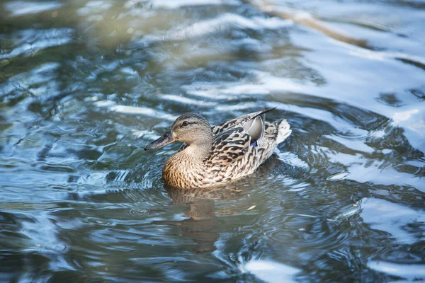 Vogels Verbazingwekkende Wilde Eend Zwemt Het Meer Met Blauw Water — Stockfoto