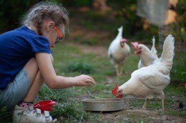Genç kız tavukları besliyor ve hayvanlara ve tarıma bakıyor.