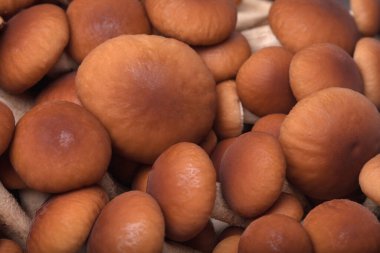 Lezzetli yemekler pişirmek için taze bal mantarı malzemeleri.