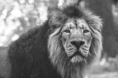 Büyük güzel bir aslanın portresi.