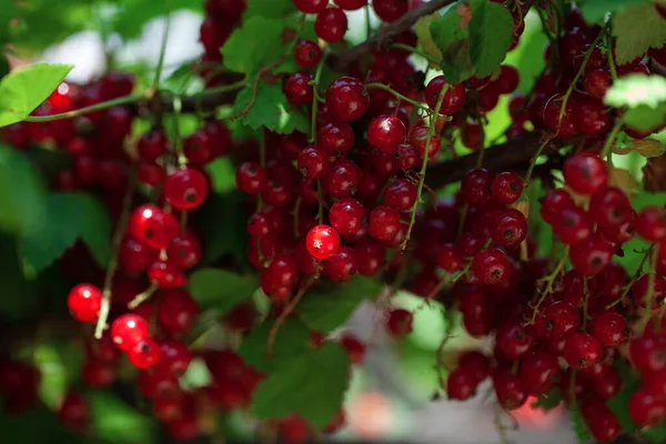 Ripe Berries Currant Green Bush Seasonal Vitamins — Stock Photo, Image