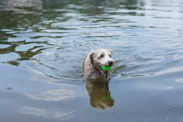 Cane Bianco Trova Sulla Riva Del Fiume Bagnato Sporco Attesa — Foto Stock