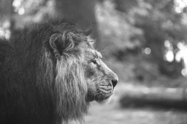 Portrait Large Beautiful Lion — Stock Photo, Image