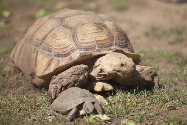 Büyük Bir Kaplumbağa Çimlerin Üzerinde Sürünüyor — Stok fotoğraf