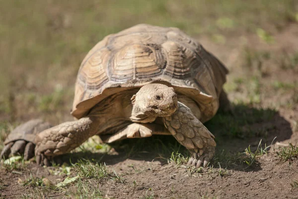Büyük Bir Kaplumbağa Çimlerin Üzerinde Sürünüyor — Stok fotoğraf