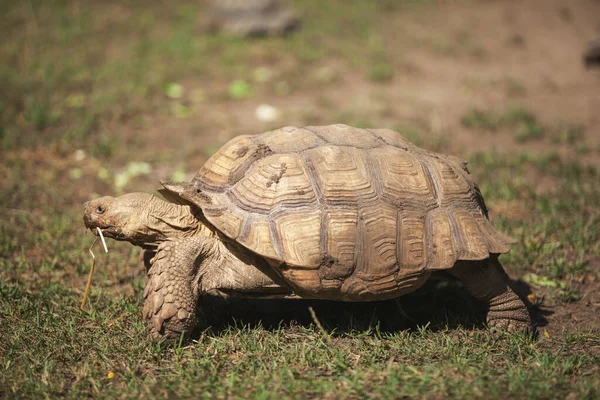 Uma Grande Tartaruga Rasteja Grama — Fotografia de Stock