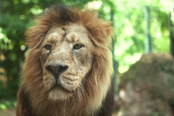 portrait of a large beautiful lion