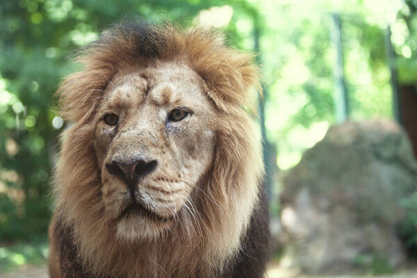 portrait of a large beautiful lion