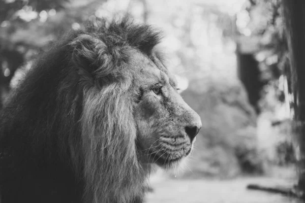 Retrato Grande Leão Bonito — Fotografia de Stock