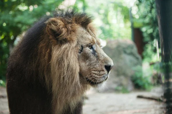 Портрет Большого Красивого Льва — стоковое фото