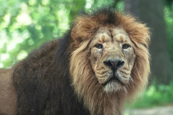 Portrét Velkého Krásného Lva — Stock fotografie