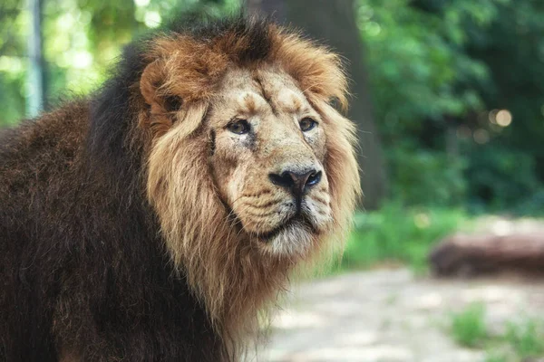 Retrato Grande Leão Bonito — Fotografia de Stock