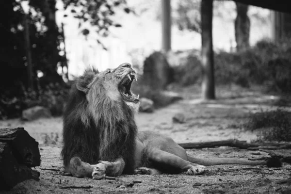 一只漂亮的大狮子的肖像 — 图库照片