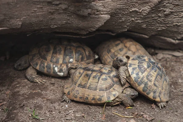 Kaplumbağalar Birbirlerinin Üzerine Yatarlar — Stok fotoğraf