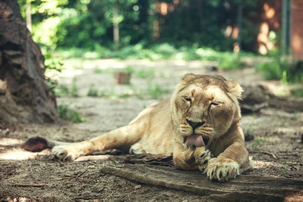 美丽强壮的母狮躺在树荫下 — 图库照片