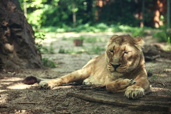 美丽强壮的母狮躺在树荫下 — 图库照片