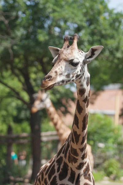 Giraffe Spaziert Einem Sonnigen Tag — Stockfoto