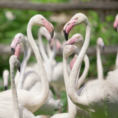 Güzel pembe flamingolu bir aile parkta duruyor.