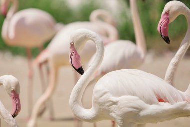 Güzel pembe flamingolu bir aile parkta duruyor.