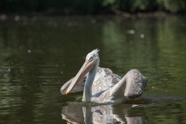 Büyük beyaz bir pelikan gölette yüzer ve balık tutar.