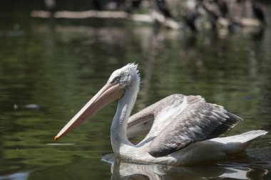 Büyük beyaz bir pelikan gölette yüzer ve balık tutar.