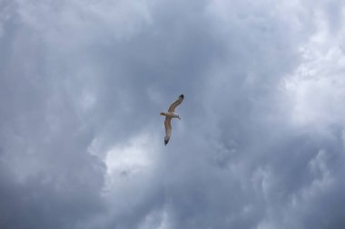 Fırtınalı gökyüzü, gök gürültüsü bulutlarının altındaki beyaz martı