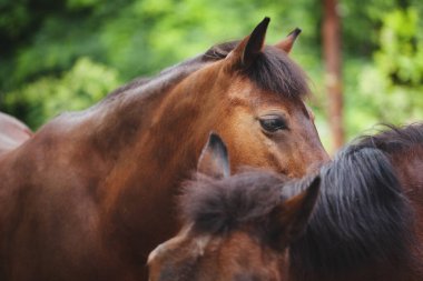İki güzel zarif at poz veriyor, çiftlik hayatı.
