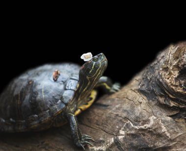 Kaplumbağa, başında bir çiçekle bir kütüğün üzerinde dinleniyor.