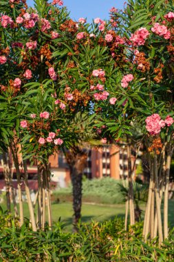 Güneşli havada çiçek açan ağaçlar.