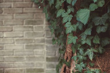 Yeşil sarmaşıklı ve yabani üzümlü gri tuğla bir duvar. yeşil yapraklar