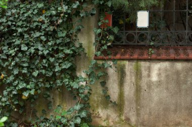 Sarmaşık yapraklı bir evin duvarı. Güzel yeşil çit