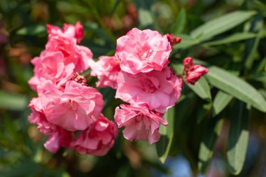 Güneşli havada çiçek açan ağaçlar.