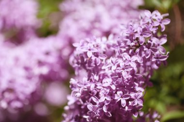 Yumuşak bir arka planı olan güzel leylak çalıları. bahar havası