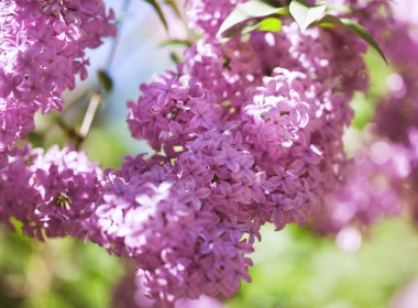 Yumuşak bir arka planı olan güzel leylak çalıları. bahar havası