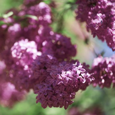 Yumuşak bir arka planı olan güzel leylak çalıları. bahar havası