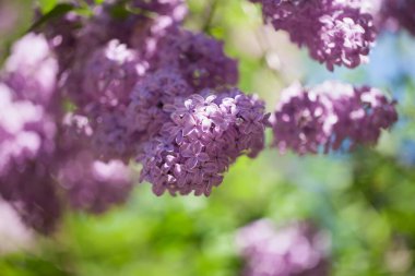 Yumuşak bir arka planı olan güzel leylak çalıları. bahar havası
